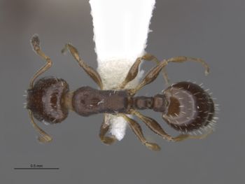 Media type: image;   Entomology 566099 Aspect: dorsal